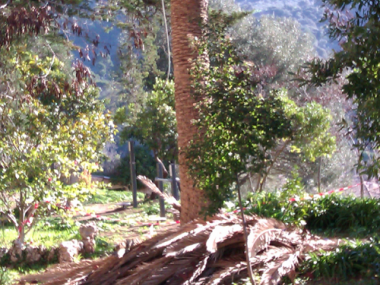 Poda Palmeres Jardins Son Gual - Gener 2012