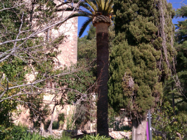 Poda Palmeres Jardins Son Gual - Gener 2012