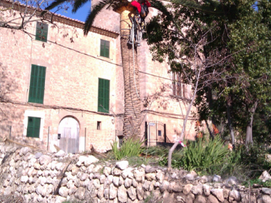 Poda Palmeres Jardins Son Gual - Gener 2012