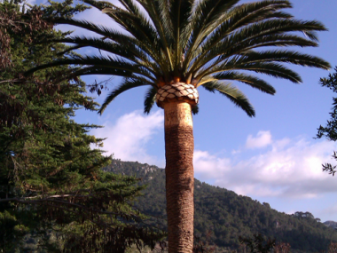 Poda Palmeres Jardins Son Gual - Gener 2012