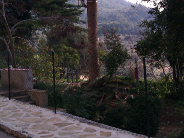 Poda Palmeres Jardins Son Gual - Gener 2012