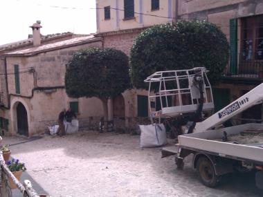 Poda Carrer Constitució - Febrer 2012 