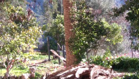 Poda Palmeres Jardins Son Gual - Gener 2012